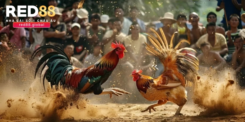 Khái quát về chọi gà trực tiếp Campuchia RED88