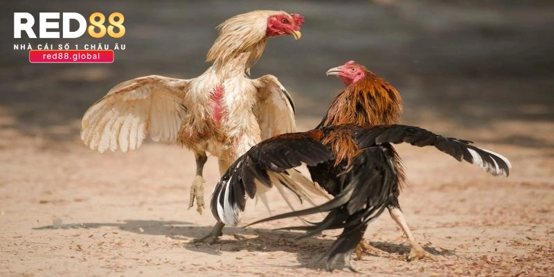 Điểm nổi trội vượt bậc của chọi gà trực tiếp Campuchia RED88