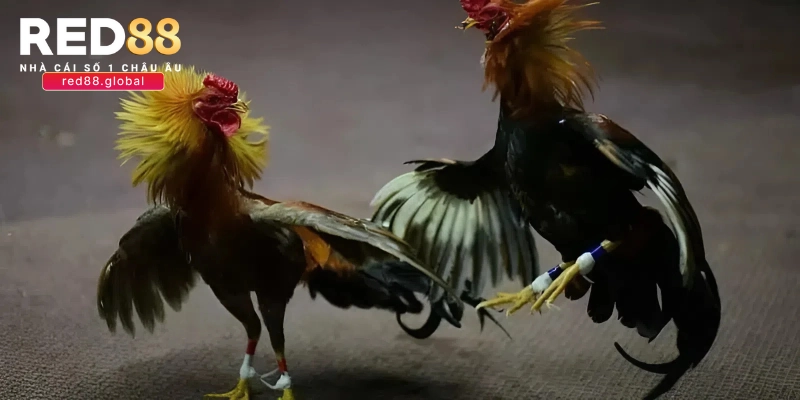 Một số hình thức chọi gà trực tiếp Campuchia RED88 hot nhất