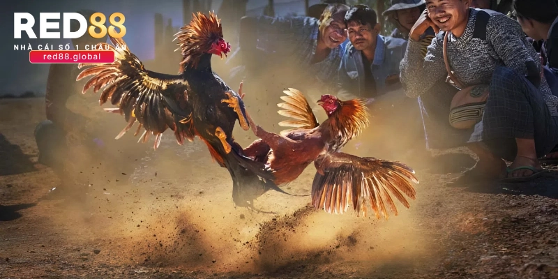 Tìm hiểu đôi nét về đá gà Campuchia