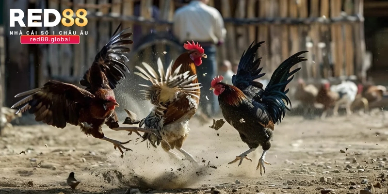 Ưu điểm nổi bật của đá gà Campuchia trực tuyến