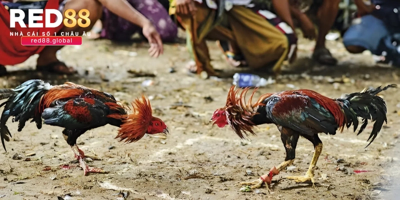 Nên tham gia theo dõi đá gà Campuchia trực tuyến ở đâu?