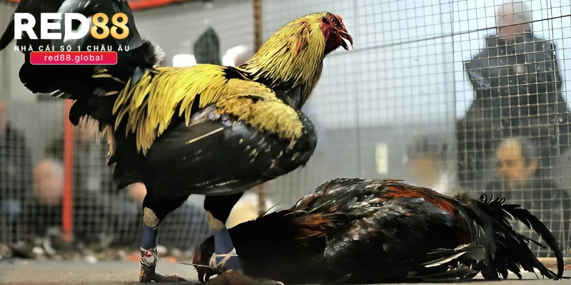 Gà mỹ đá cựa sắt nghĩa là giống gà gì?