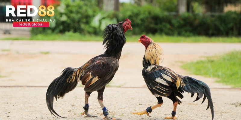 Đặc điểm nổi bật của chiến kê Mỹ đá cựa sắt là gì?