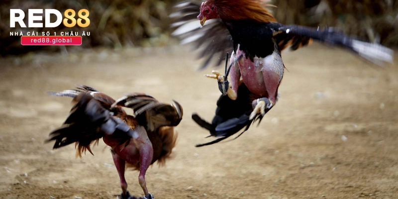 Cách chăm sóc và huấn luyện gà mỹ cựa sắt cực hiệu quả