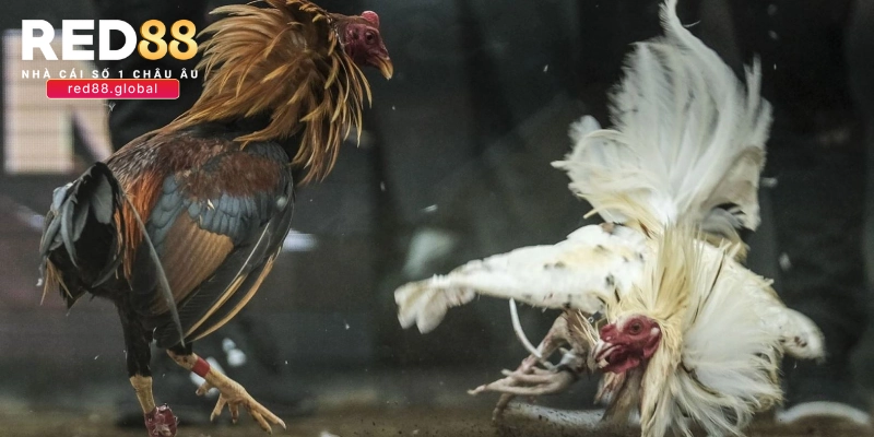 Đá gà thomo hôm qua có những hình thức nào?