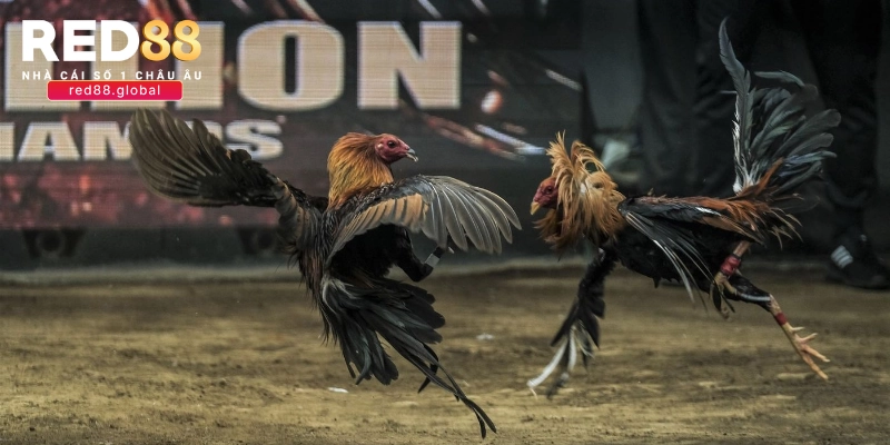 Lý do nên theo dõi đá gà thomo hôm qua tại RED88