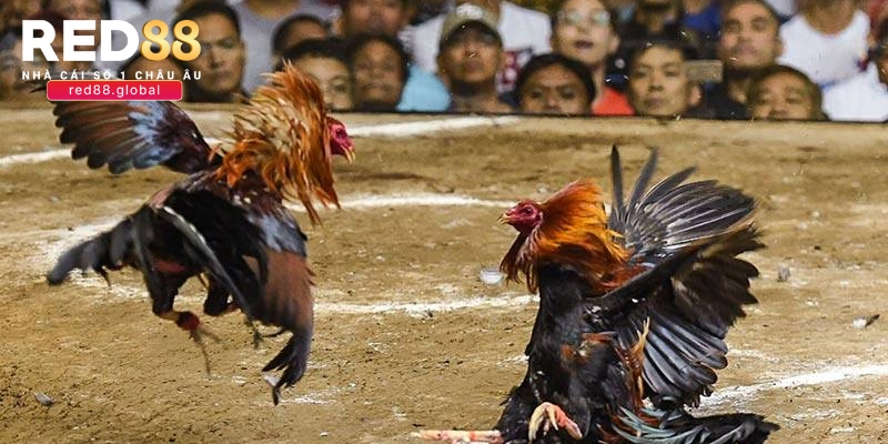 Tips chọn thần kê cực chuẩn cho tân thủ